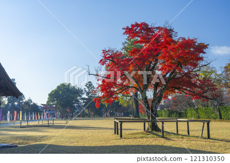 Autumn in Kyoto: Kamigamo Shrine: The bright red "decisive maple" Autumn in Kyoto: Kamigamo Shrine: The bright red "decisive maple" 121310350