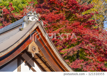 Autumn in Kyoto: Kamigamo Shrine, bright red maple trees Autumn in Kyoto: Kamigamo Shrine, bright red maple trees 121310355