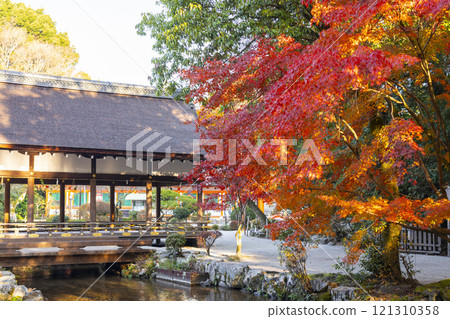 Autumn in Kyoto: Autumn leaves seen from Hashidono (Maidono) of Kamigamo Shrine Autumn in Kyoto: Autumn leaves seen from Hashidono (Maidono) of Kamigamo Shrine 121310358