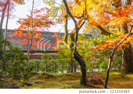 京都的秋天，上賀茂神社和松慶園 121310365