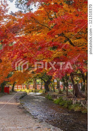 京都的秋天,上賀茂神社,奈良溪和秋葉 京都的秋天,上賀茂神社,奈良溪和秋葉 121310370