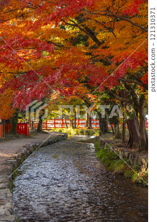 京都的秋天，上賀茂神社，奈良溪和秋葉 121310371