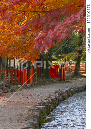京都的秋天，上賀茂神社，奈良溪和秋葉 121310378