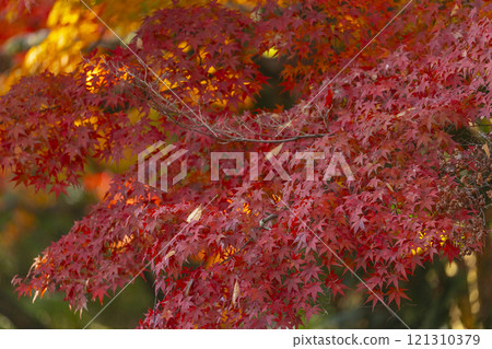 京都的秋天,上賀茂神社,奈良溪和秋葉 京都的秋天,上賀茂神社,奈良溪和秋葉 121310379
