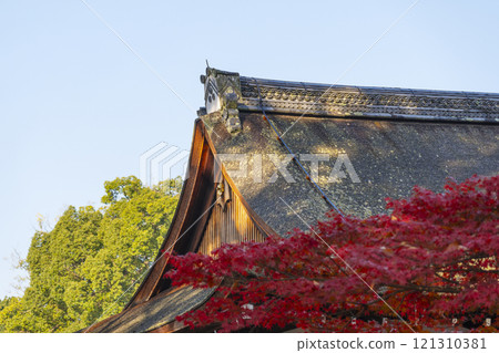 Autumn in Kyoto: Kamigamo Shrine, bright red maple trees 121310381