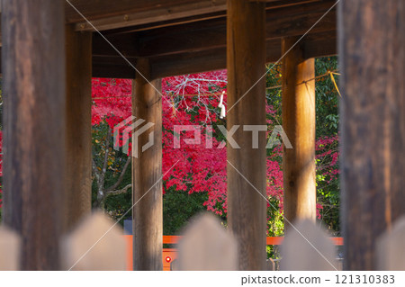 秋天的京都，上賀茂神社 - 從禦所社（外殿）可以看到秋葉 121310383