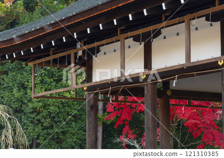 Autumn in Kyoto: Kamigamo Shrine, autumn leaves seen from the Goshosha (Gaiheiden) 121310385
