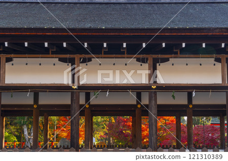 Autumn in Kyoto: Kamigamo Shrine, autumn leaves seen from the Goshosha (Gaiheiden) 121310389