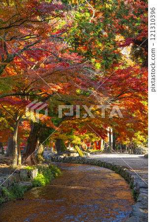 Autumn in Kyoto: Kamigamo Shrine, Nara Stream and Autumn Leaves Autumn in Kyoto: Kamigamo Shrine, Nara Stream and Autumn Leaves 121310396