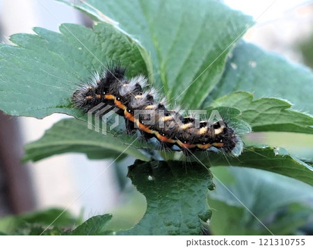 A caterpillar similar to the pear-leaf moth that eats strawberry leaves 121310755