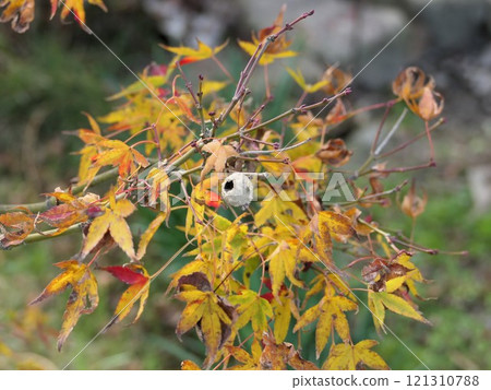秋天楓葉中的蜂巢之後 121310788