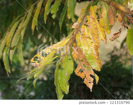 The pathos of things! Chestnut leaves: red leaves, moth-eaten, torn The pathos of things! Chestnut leaves: red leaves, moth-eaten, torn 121310790