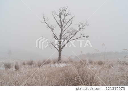 Snow scene in the mist Snow scene in the mist 121310973