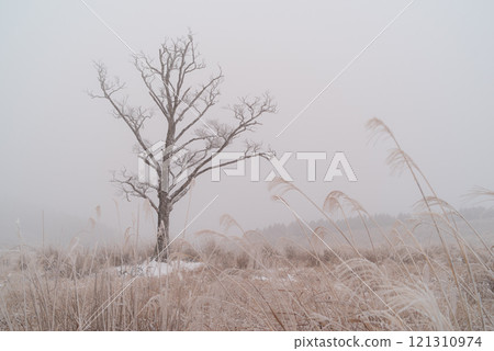 Snow scene in the mist 121310974