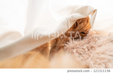 貓裹著窗簾睡覺，棕色虎斑貓 121311136