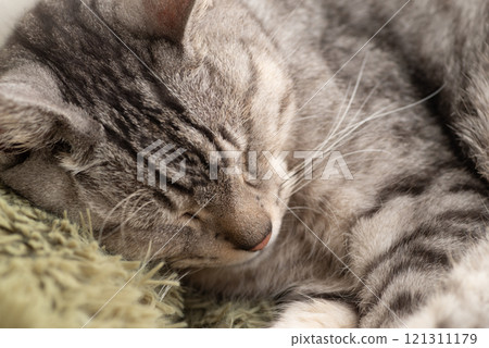 Cat sleeping curled up, brown tabby cat 121311179