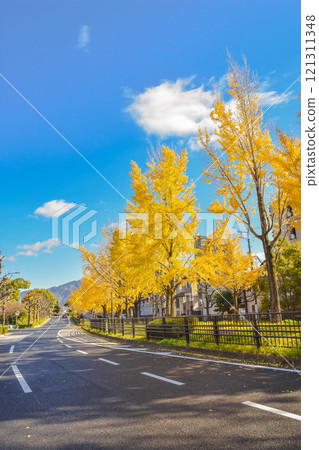 Autumn in Kita-ku, Kyoto City: Shimei-dori street lined with ginkgo trees 121311348