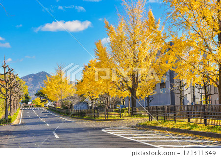 秋天的京都市北區四明大道，銀杏樹成蔭 121311349