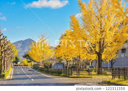 秋天的京都市北區四明大道，銀杏樹成蔭 121311350