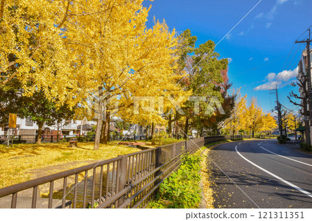 Autumn in Shimeidori, Kita Ward, Kyoto City Autumn in Shimeidori, Kita Ward, Kyoto City 121311351