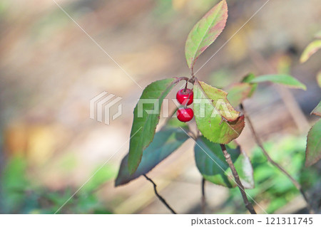 Red julyo fruit (winter, December) Red julyo fruit (winter, December) 121311745