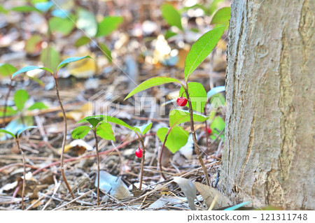 紅十兩果（冬季、12月） 121311748