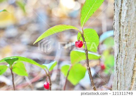 紅十兩果(冬季、12月) 紅十兩果(冬季、12月) 121311749