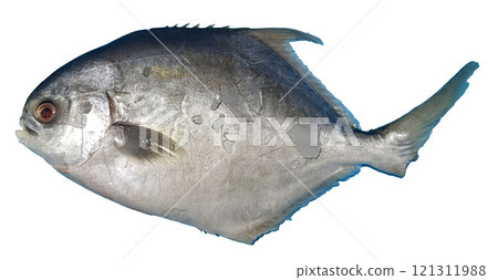 isolate of white pomfret fish on white background isolate of white pomfret fish on white background 121311988