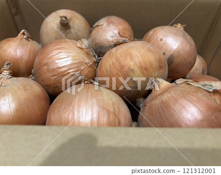 洋蔥（紙板） 121312001