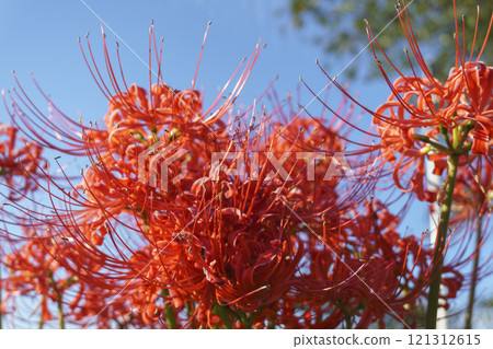 白石川彼岸花路的風景 白石川彼岸花路的風景 121312615