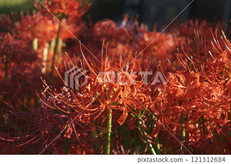 白石川彼岸花路的風景 121312684