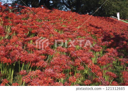 白石川彼岸花路的風景 121312685