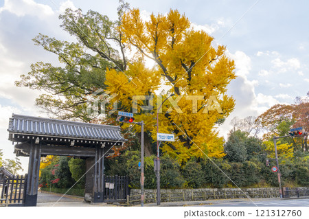 秋天的京都，京都御苑，泛黃的銀杏樹和今出川門 121312760