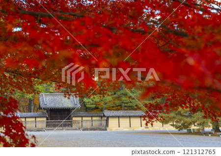 秋天的京都,京都御苑,鮮紅的楓樹和仙洞皇宮正門 秋天的京都,京都御苑,鮮紅的楓樹和仙洞皇宮正門 121312765