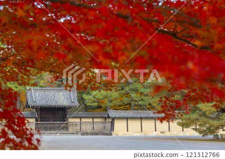 秋天的京都，京都御苑，鮮紅的楓樹和仙洞皇宮正門 121312766