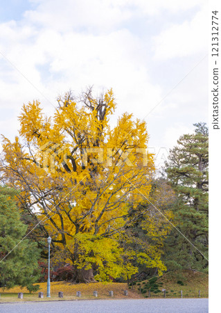 Great ginkgo of Kyoto gyoen exotic ruins 121312774