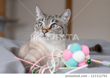 Cat playing with toys 121312791