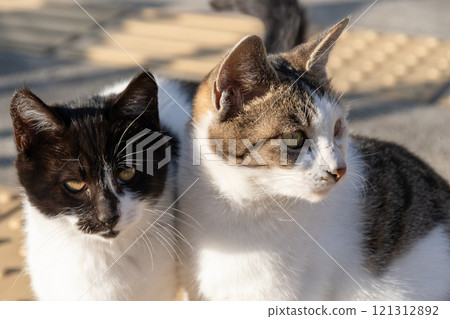 Two cute cats 121312892