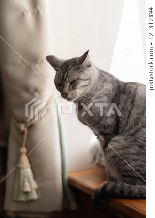 Sabatra cat relaxing by the window Sabatra cat relaxing by the window 121312894