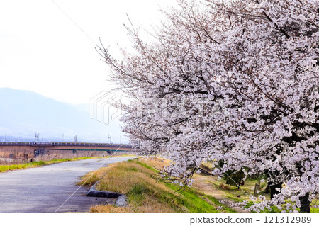 在河床上的櫻花 121312989
