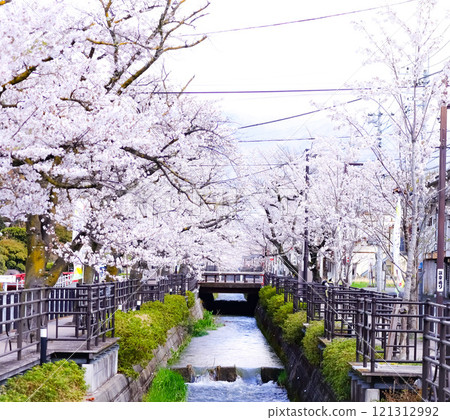 Cherry blossoms in Isawa Onsen town Cherry blossoms in Isawa Onsen town 121312992