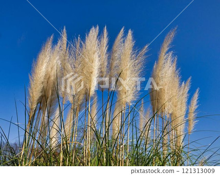 Pampasgrass之花 121313009