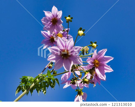 CotyDalia花 CotyDalia花 121313010