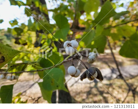 Nankinhase的果實 121313011