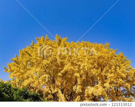 銀杏葉黃葉 121313012