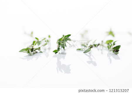fresh green Thyme herb plant fresh green Thyme herb plant 121313207