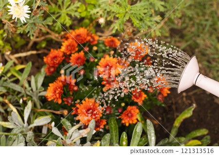Watering vibrant orange flowers in garden, droplets sparkling in sunlight, outdoors 121313516