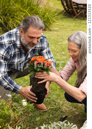 Mature couple gardening together, planting vibrant flowers in sunny backyard, outdoors 121313520