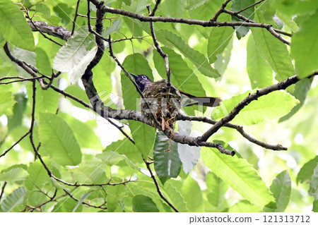 A female Paradise Flycatcher incubating eggs. A female Paradise Flycatcher incubating eggs. 121313712