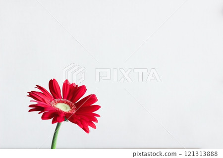 One red gerbera background blank red gerbera 121313888